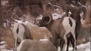 Бой баранов за территорию.