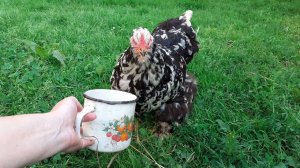 куры Кохинхин мраморный