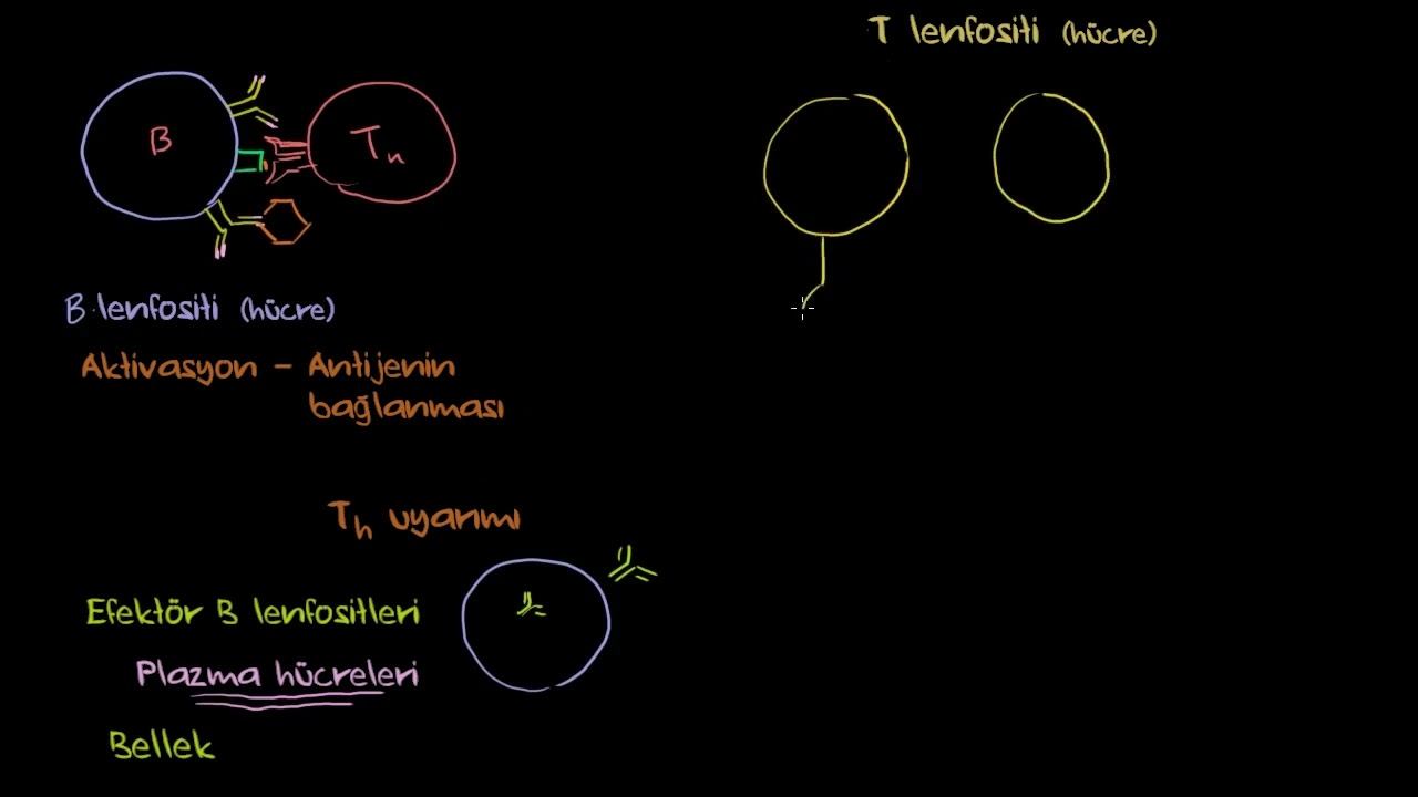 B Hücreleri, CD4+ ve CD8+ T Hücreleri (Biyoloji) (Sağlık Bilgisi ve Tıp)