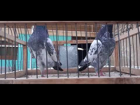 Узбекистан . Пакистанские голуби . Камагар линия И . Друмова.