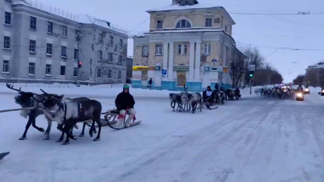 В Воркуте олени едва не затоптали людей