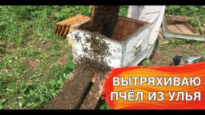 Вытряхиваю пчел из улья на своей пасеке в лесу