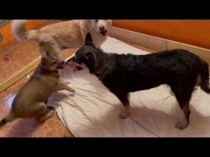 Брехучий собачий тандем.