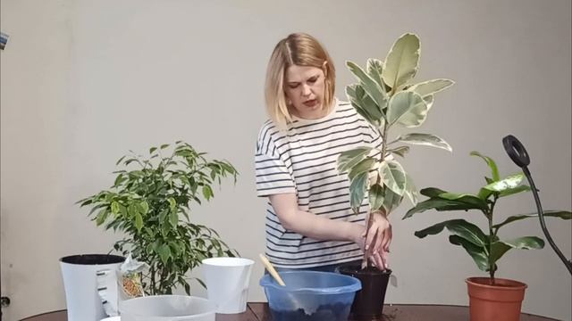 Фікус тінеке догляд. Фікус плями на листах.