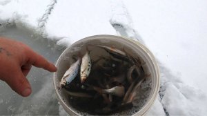 Заготовка живцов \ Переезжаем с озёр на Печору