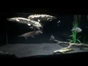 Полиптерус (Polypterus) американские цихлиды