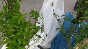 Лучшая ЯРМАРКА выходного дня в станице