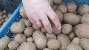Лучший урожай в вашей жизни Как подготовить картошку к посадке?