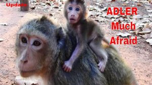 Never seen. Why ANGEL C_A_R_E her baby like this?  Baby ADLER trying catch mom afraid fall done.