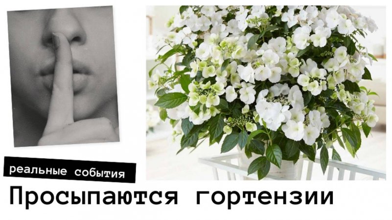 Проснулась первая гортензия 😍