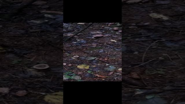 Рядовки фиолетовые поздние осенние грибы