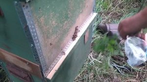 Поймали пчёл в лесу Ловим пчел черпаком