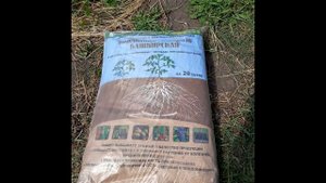 Павловния и микориза 26 августа 2022 г. #павловния #pavlovniya #paulownia