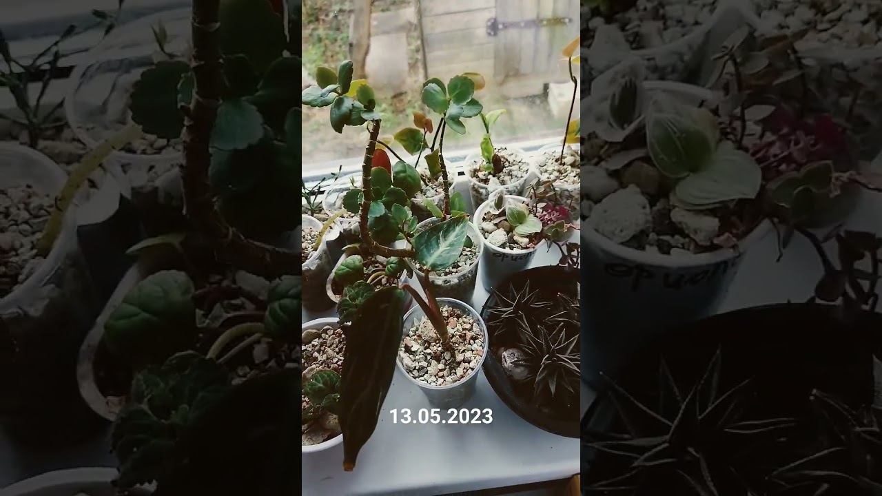 Это был первый опыт посадки в минеральный грунт. Дальше в видео будет виден прогресс