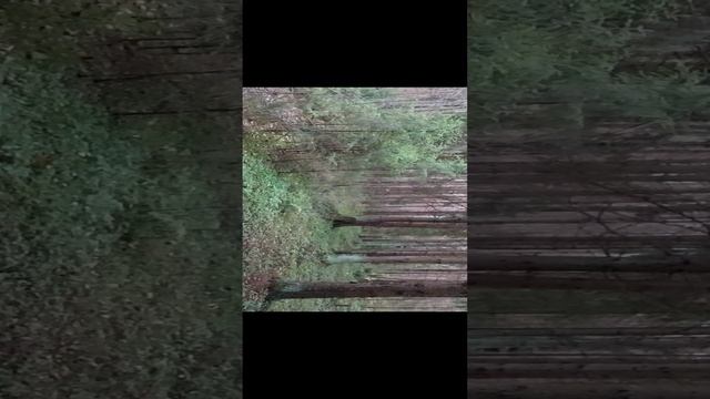 Рядовки фиолетовые, поздние осенние грибы.Лес