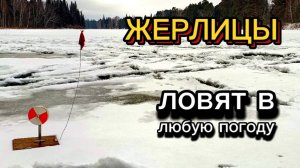 Погода дрянь, но ЩУЧКА есть! ЖЕРЛИЦЫ. Курья Арышевская.