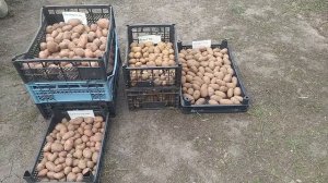ЯРОВИЗАЦИЯ КАРТОФЕЛЯ подготовка картошки к посадке