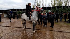 Horse market in Uzbekistan! Конный рынок! От бозор 2022! Жылкы