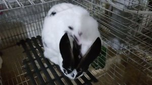 Безухий крольченок. Или почему крольчиха отгрызает уши новорождённым крольчатам.