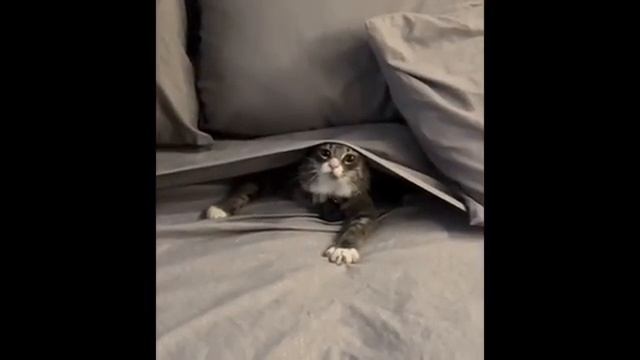 Смешные котики