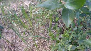 ДВУХМЕТРОВЫЕ КУСТЫ ГОЛУБИКИ И ЭТО НЕ ПРЕДЕЛ.