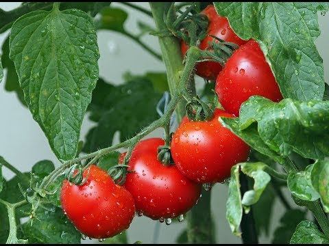 Как спасти рассаду томатов