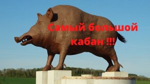 Французский кабан-Woinic.