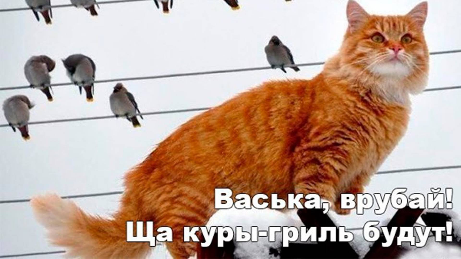 Свежие приколы 2024 2! Приколы с животными до слез!  Приколы с котами  и  кошечками. Реальная ржака