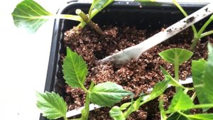 Георгины прекрасно черенкуются зелеными черенками: показываю результат через 12 дней