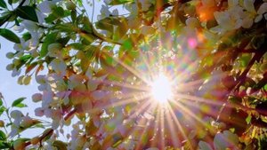 Ветка сирени