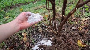 Важная обработка и подкормка смородины весной, чтобы летом собрать много крупной и сладкой ягоды