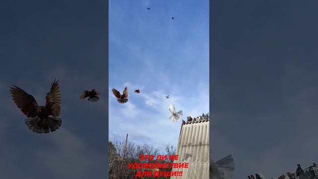Это ли не удовольствие для души!!!