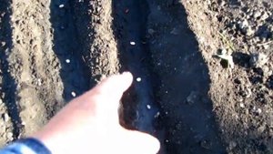 КУСТОВАЯ ФАСОЛЬ посадка разных сортов в одном месте