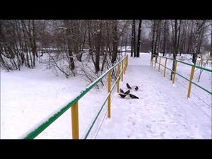 Медвежьегорск. История парка железнодорожников