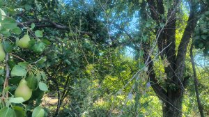 Продолжаю огораживать участок. Жара. Есть и пить некогда.