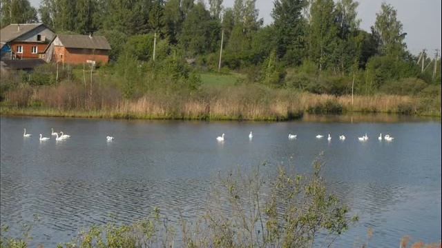 Живет село родное