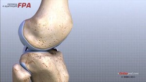 Анатомия коленного сустава