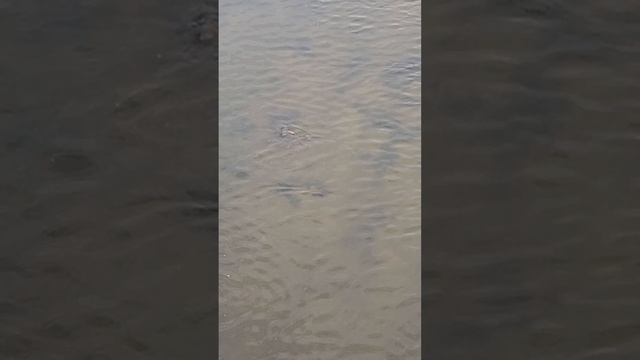 нерест сазана