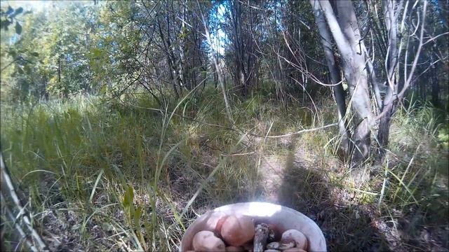 Грибы    Второй слой пошел не пропустите