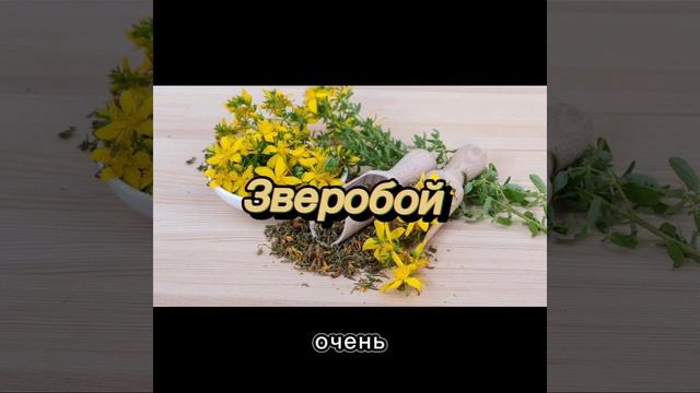 Противопаразитарные растения.Глисты, паразиты, грибки, кандиды. Часть 1