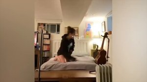 #81 Самые смешные животные. Приколы с котами и собаками