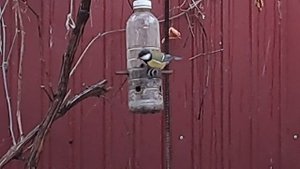 Птичья столовая. Синичка