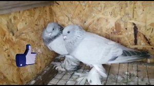 Племенные Касаны. Голуби Sergej и Alex Peters. Germany