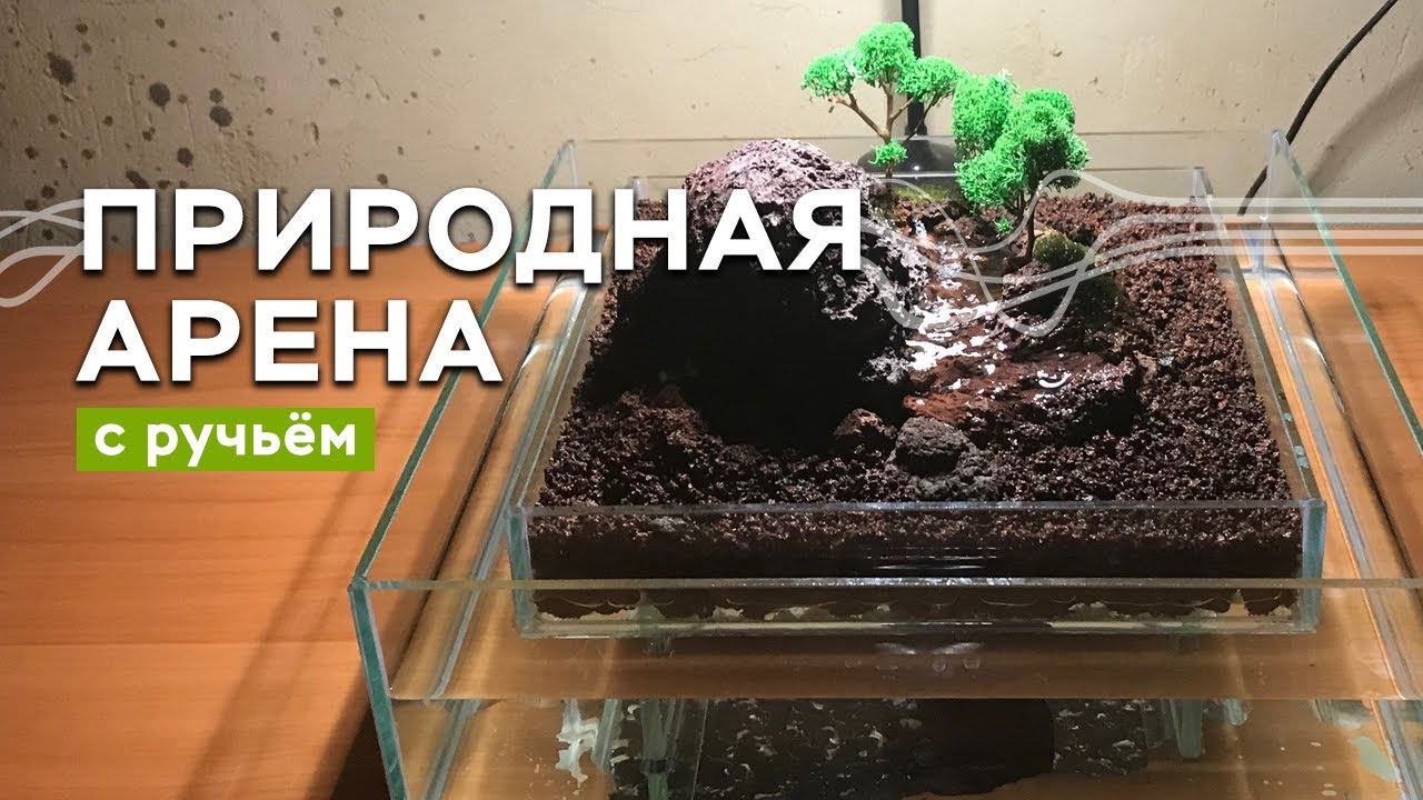 Природная арена с ручьём для муравьёв своими руками