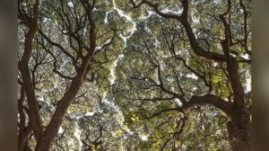 ЛЮДИ ГОВОРЯТ…РЕЗУЛЬТАТЫ РИТУАЛОВ… ВЕДЬМИНА ИЗБА ИНГА ХОСРОЕВА