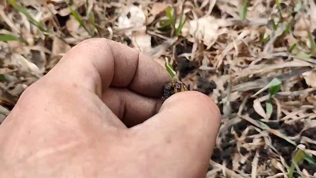 Открытие сезона 2023/поиск монет с металлоискателем/Golden mask 6. #7 смотреть онлайн