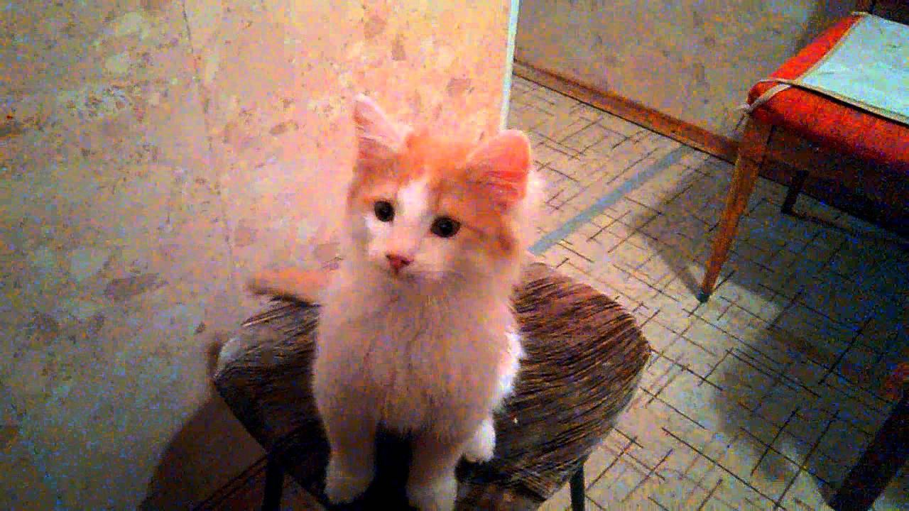 Ути-пути, котёнок в сапогах. Наблюдатель. смотреть онлайн