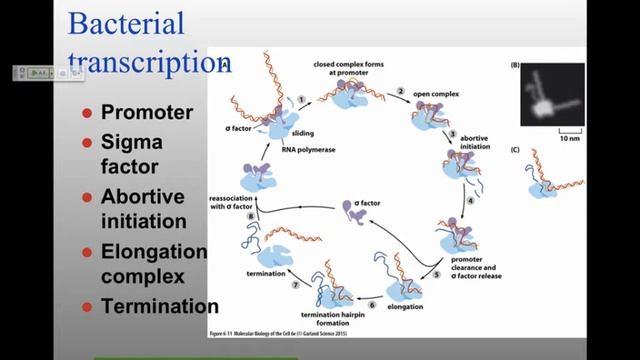 MB_W15_Lecture11 смотреть онлайн