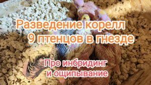 Разведение корелл. Кормят 9 птенцов. Инбридинг. Ощип у корелл.