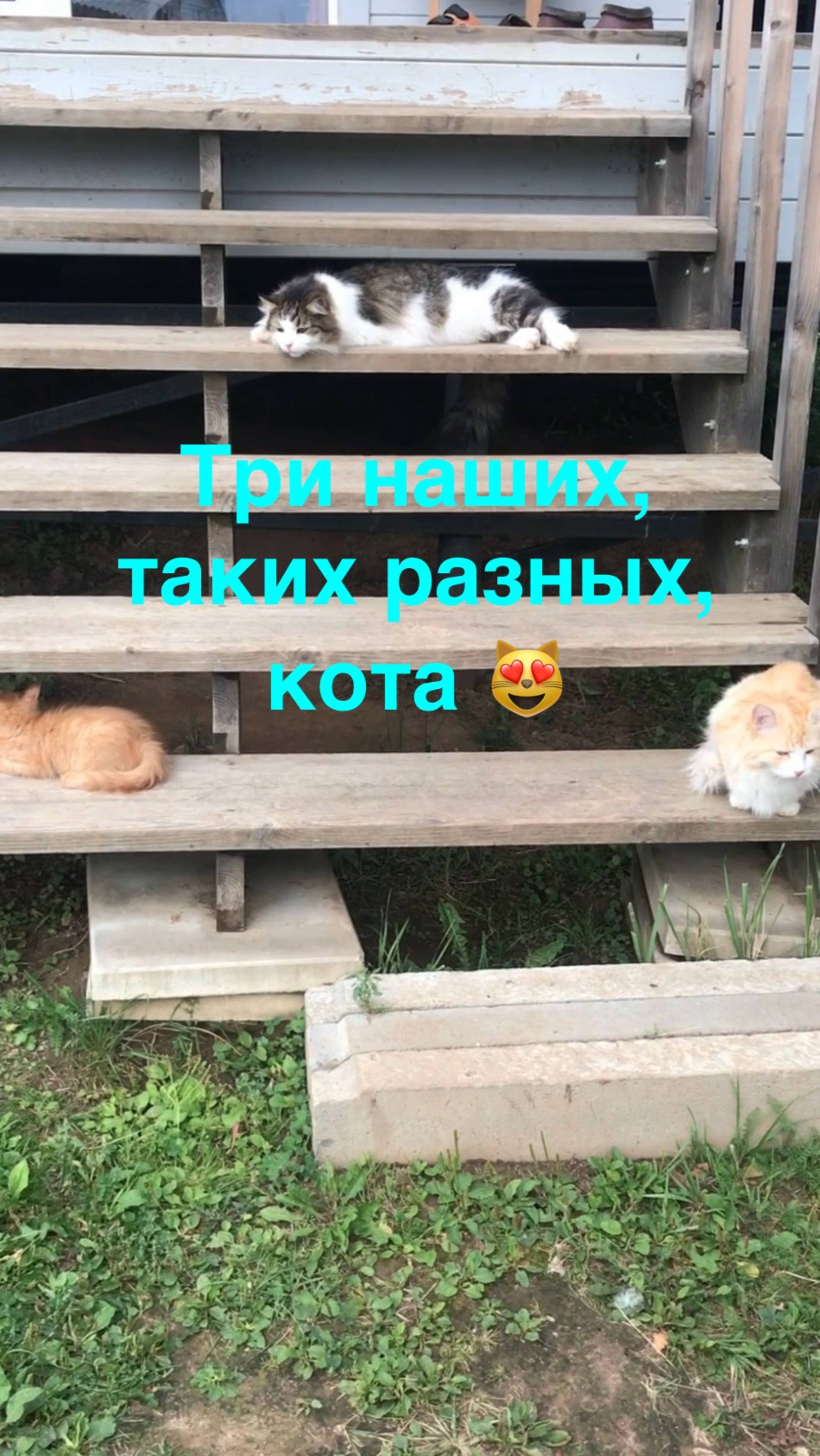 Три наших, таких разных, кота